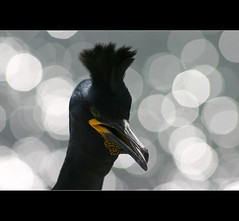 Birds on Farne Islands