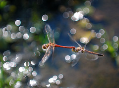 Libellule * Dragonfly
