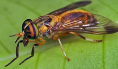 Horseflies (Tabanidae)