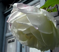 Flowers. - White. (1) 