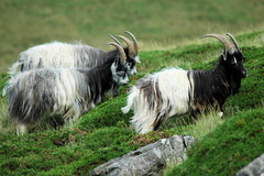 Feral Goats, North Wales