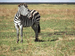 Day 05 Serengeti - Gazelles and Zebras