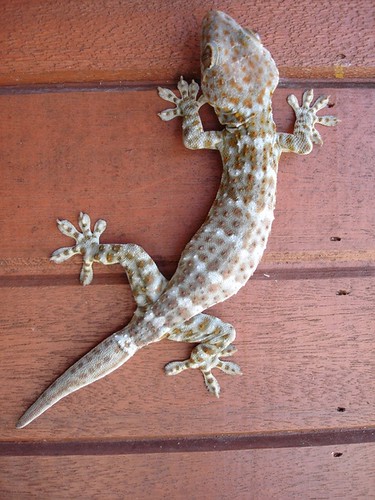 tokay Gecko