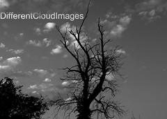 Trees in Black & White