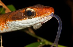 Reptiles (Guyana)