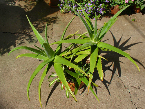 Aloe on the Patio by mondomuse