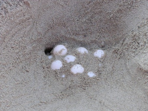 Loggerhead sea turtle nest uncovered