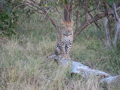 2007 South Africa: Leopards