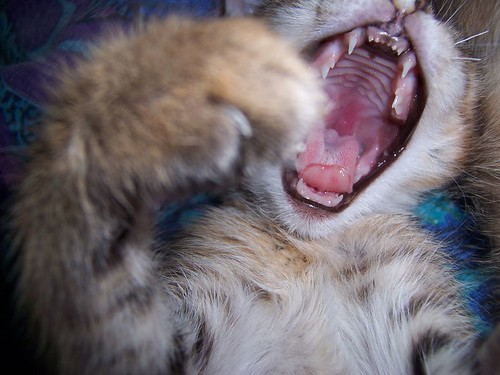 Little Kitty - Big Yawn