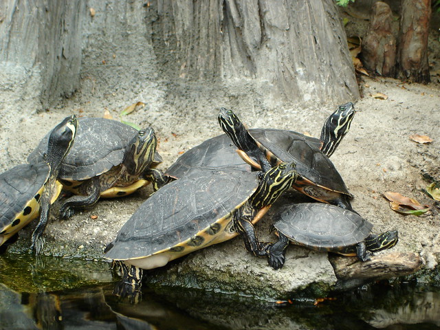 turtles at North Carolina Aquarium | Flickr - Photo Sharing!