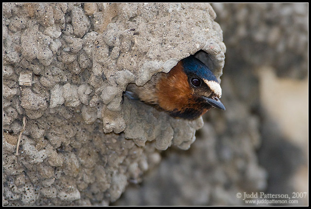 Cliff Swallow Nests 54