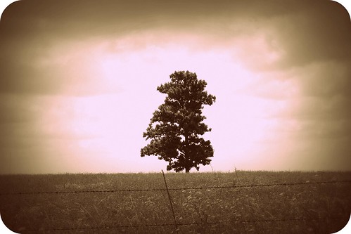 the tree