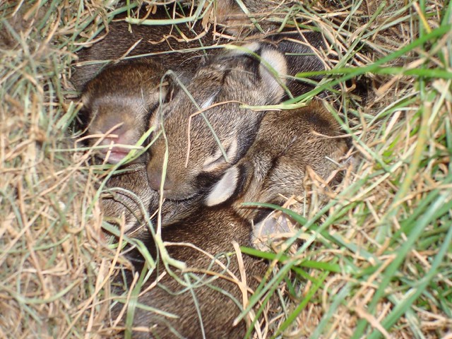 Baby bunnies in the yard | Flickr - Photo Sharing!
