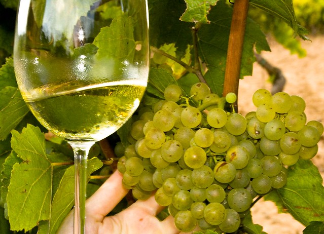 Винодельня в Испании