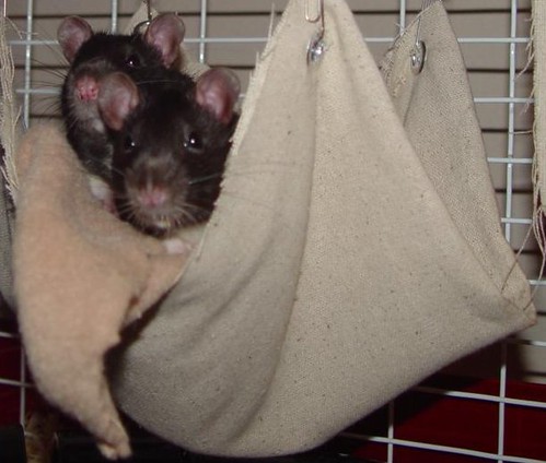 Rats in a Hammock
