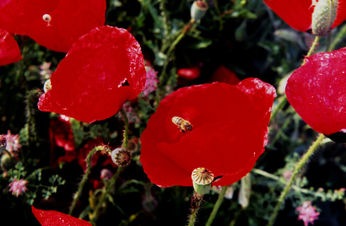poppy flower pictures