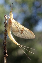 Insecta: Ephemeroptera, Plecoptera, Trichoptera