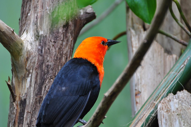 orange-headed-black-bird-flickr-photo-sharing