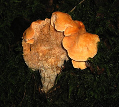 Fungi