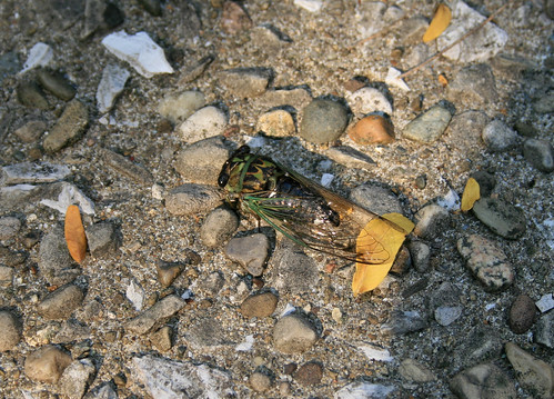 "Dog day" Cicada, Tibicen sp.