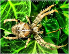 Arañas-Spiders