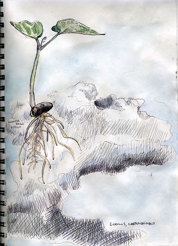 Sketchbook: Bean Sprout and Clouds