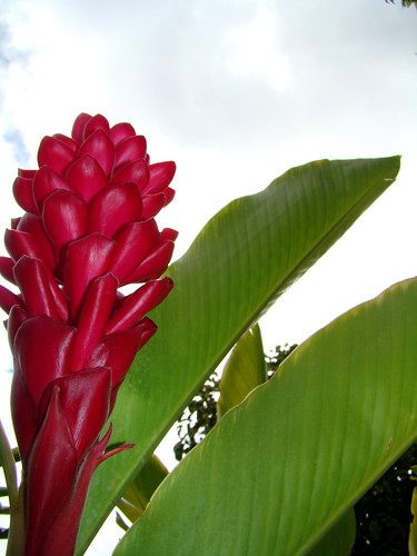 hawaiian flower pictures