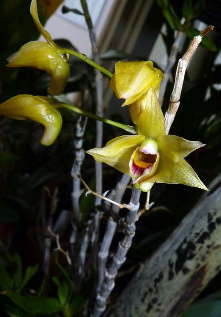 Dendrobium stricklandianum species orchid