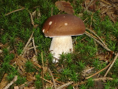 Gobe (Fungi)