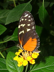 Schmetterlingsgarten Grevenmacher (L)