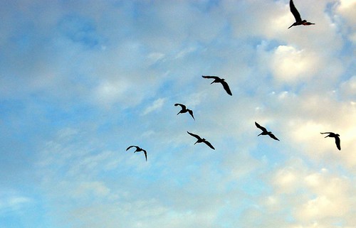 birds flying south