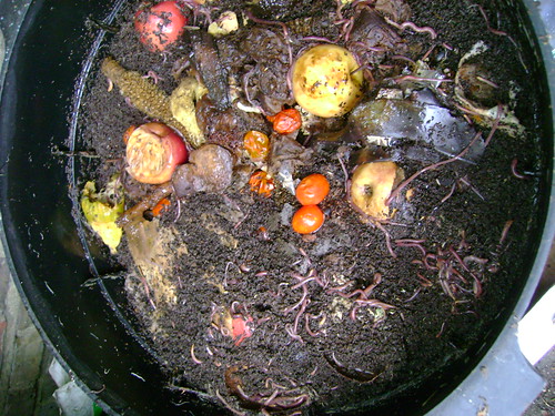 Wormery Mid Level: Food Waste & Worms