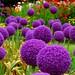 Purple Spheres: Allium Giganteum