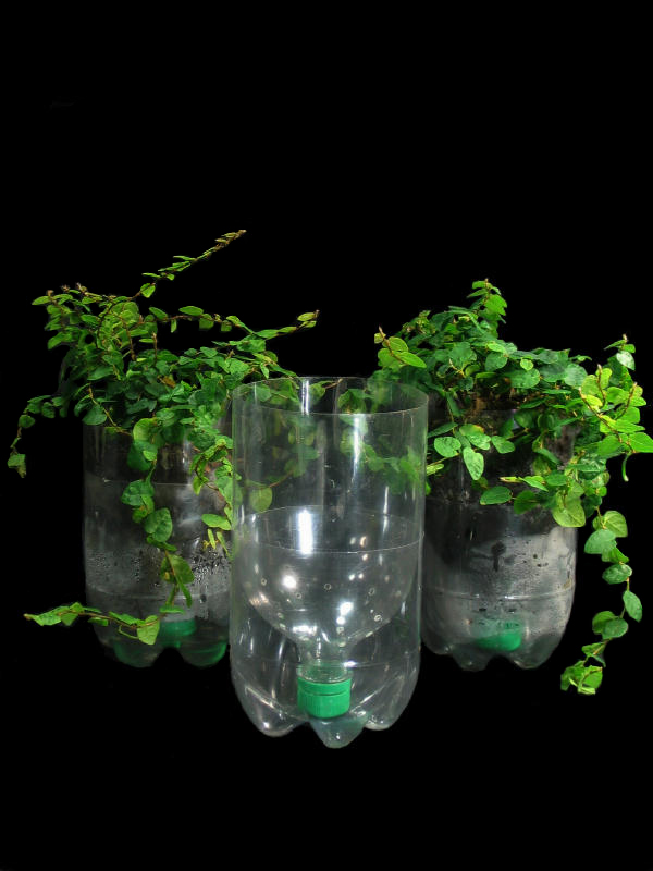 Recycled Plastic Bottle Planters | Flickr - Photo Sharing!