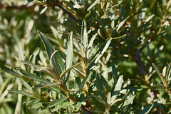Hippophae rhamnoides (Sea-Buckthorn) - 06 - foliage