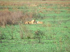 -Day 05 Serengeti - Lions, Hyena