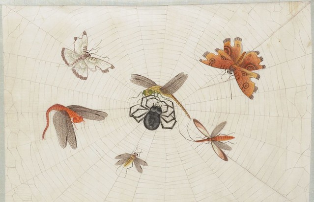 insect sketches in chinese album 1900s