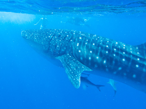 Ningaloo Reef - 10 best places on Earth to swim with sharks