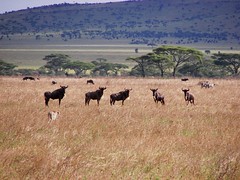 Day 06 Serengeti - Cheetahs