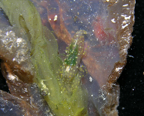 ЧУДЕСА МАСКИРОВКИ A tiny symbiotic shrimp (Ascidonia sp) in a tunicate (Ascidia sp), Honduras