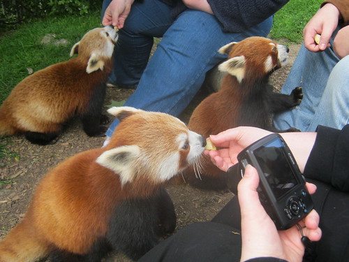 red panda huddle