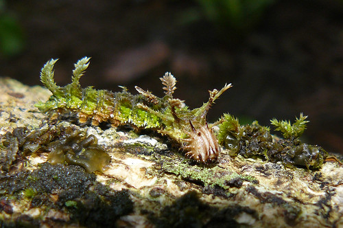 ЧУДЕСА МАСКИРОВКИ Moss-mimicking caterpillar of Adelpha serpa selerio (Nymphalidae), Panama