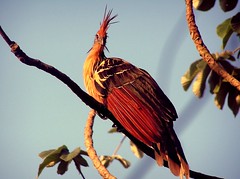 BIRDS (Opisthocomiformes)