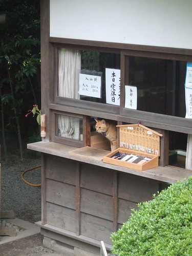 shop assistant cat by michand