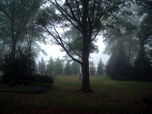 Foggy Morning, My Backyard