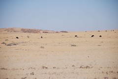 Namib Desert Park