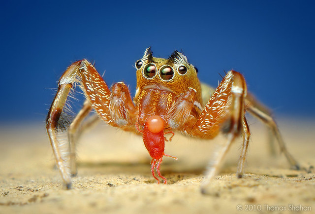 Adult Male Tutelina elegans Jumping Spider Eating a Red Mite