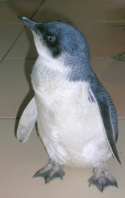 Little blue penguin