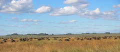 Day 05 Serengeti - Wildebeest (Gnu)