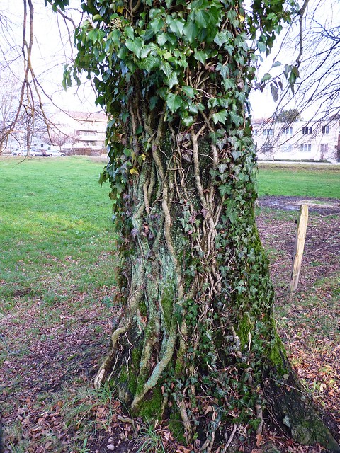 Tree with Ivy